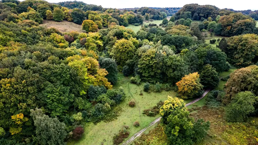 Målet med den nye forvaltning er at få et landskab som i Jydelejet i dag. Fotograf Kasper Nielsen