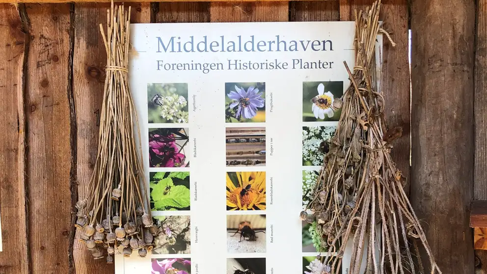 Middelalderhaven 2023