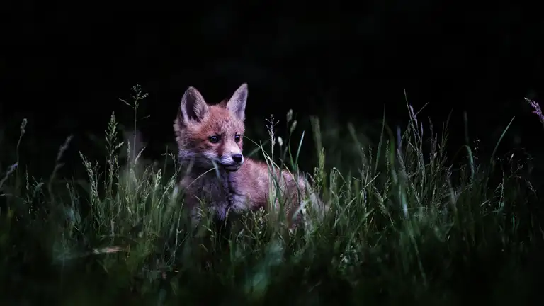 Ræv i mørket - foto: Per Rasmussen